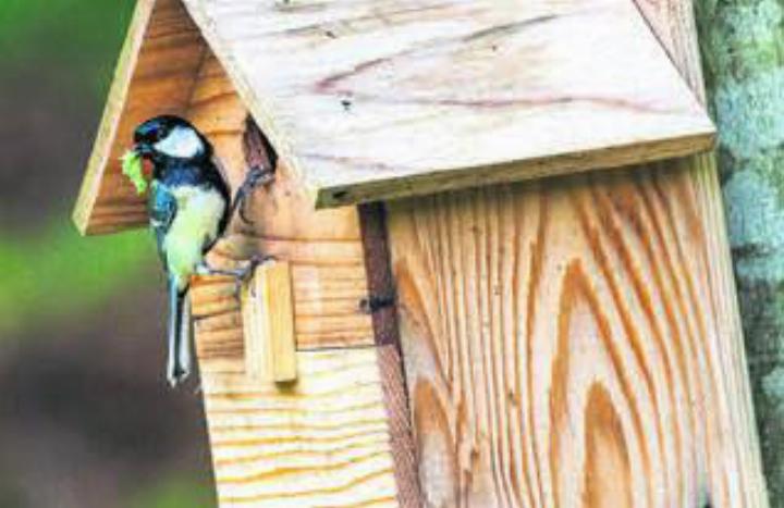 Nistkästen für die Kohlmeisen bereichern jeden Garten. Bild: zg