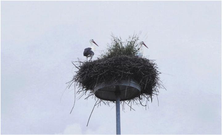 Attraktion und Blickfang: Das Storchenpaar auf dem Kreisellichtmast Niederwil-Gnadenthal ist ein schweizweiter Hingucker. Aber jetzt braucht es Hilfe bei der «Inneneinrichtung». Bild: Hans Rechsteiner / imageway Zufikon