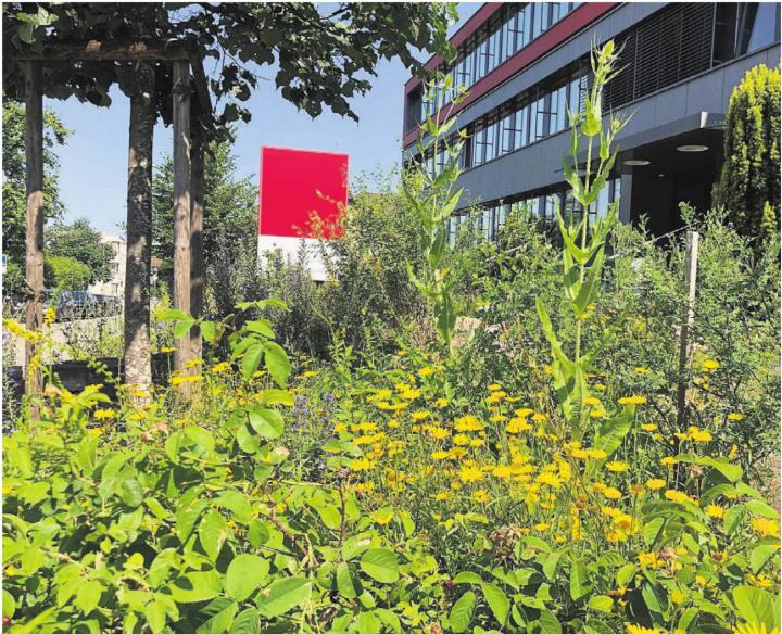 Naturpark beim ibw-Betriebsgebäude Steingasse 31 ausgezeichnet: Die Aufnahme zeigt die Umgebungsgestaltung Naturpark Steingasse und die Rabatte beim Haupteingang mit rund 40 Pflanzenarten auf engstem Raum. Bild: pd