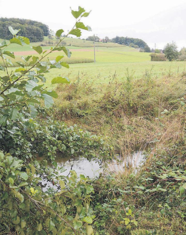 Auf der durchnässten Wiese direkt neben dem Erusbach soll neuer Lebensraum für Amphibien geschaffen werden. Bild: chh