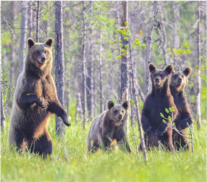 Eine neugierige Bärenfamilie. Für solche Bilder legt sich Simon Huwiler tagelang auf die Pirsch.