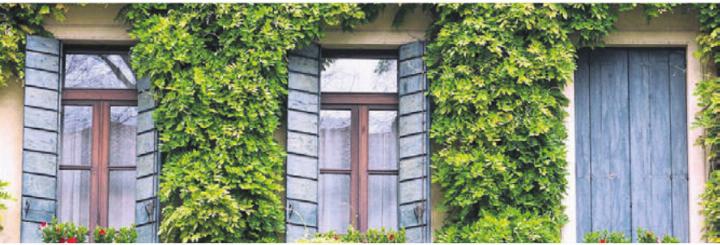 Begrünte Fassaden verbessern unter anderem die Umweltqualität. Bild: zg