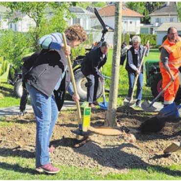 Zukunftsbaum und Meilenstein - Gemeinsam wird der Zukunftsbaum, eine Sommerlinde, eingedeckt.