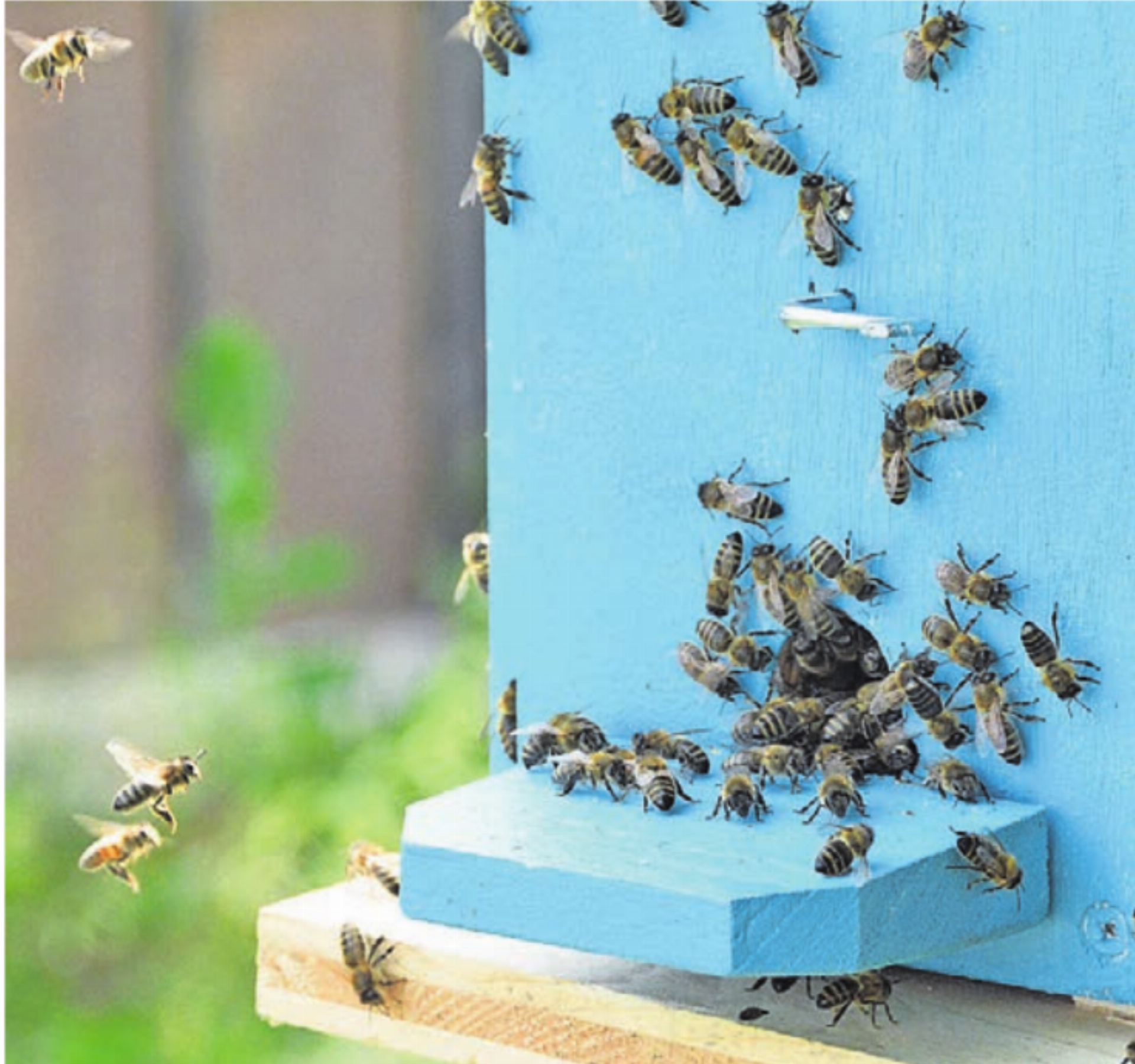 Sie standen im Zentrum: die Honigbienen. - Das Bild wird blockiert. – Möglicherweise durch einen aktiven Adblocker.