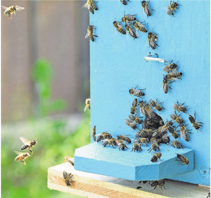 Sie standen im Zentrum: die Honigbienen. Sie standen im Zentrum: die Honigbienen.