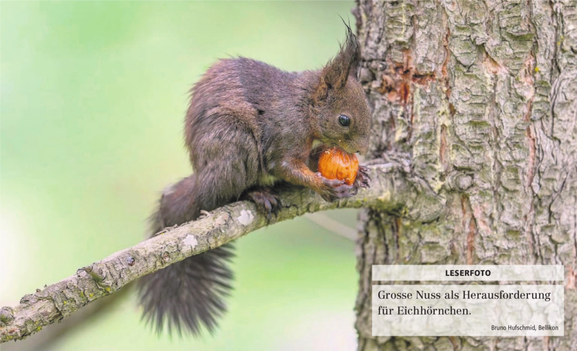  - Das Bild wird blockiert. – Möglicherweise durch einen aktiven Adblocker.