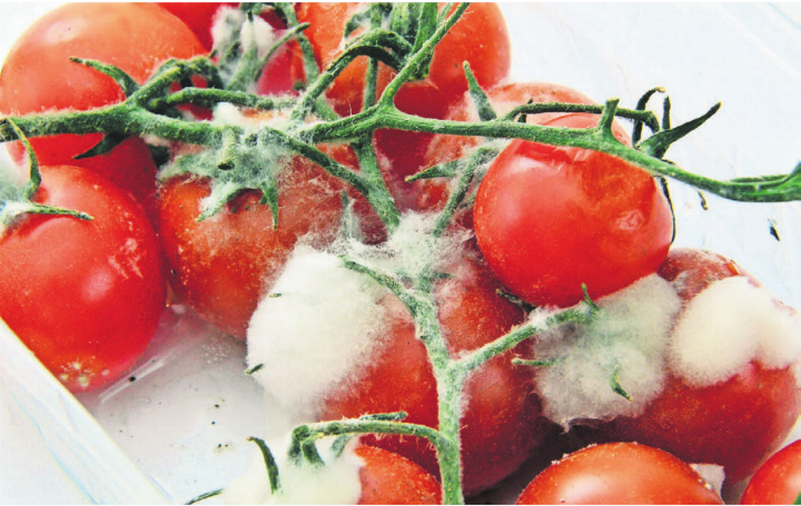 Zu viele Lebensmittel kaufen und diese dann nicht rechtzeitig verarbeiten können, bevor sie verderben. Es ist einer von mehreren Gründen für Food Waste. Bild: www.pixabay.com