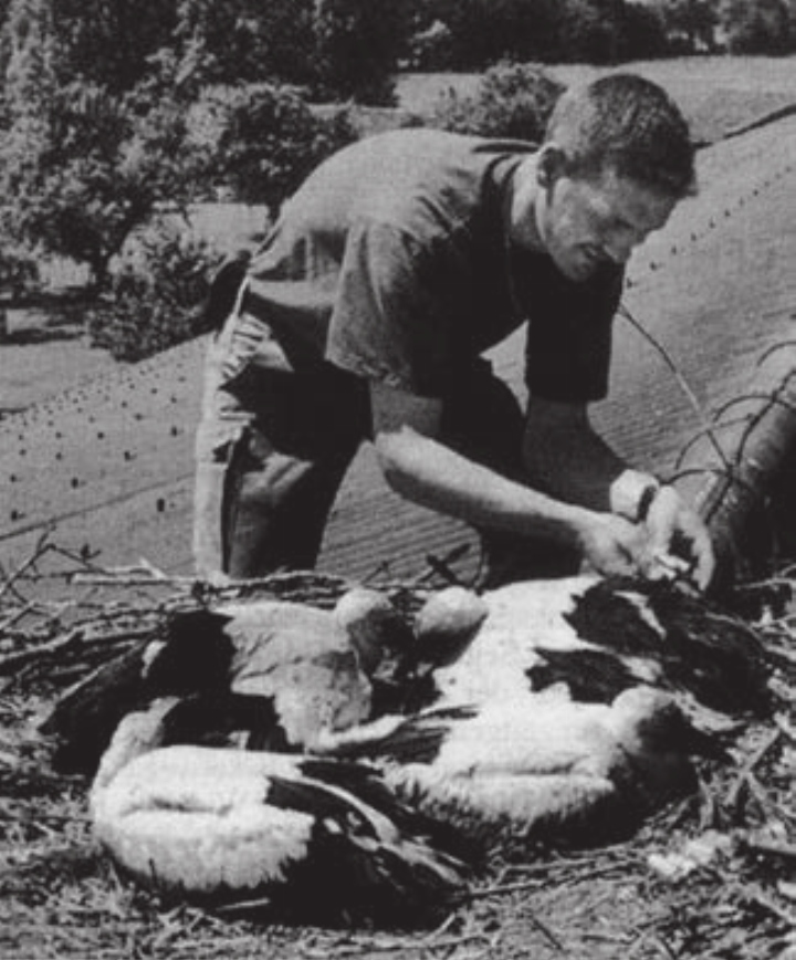 Auch das gehört zum vielfältigen Aufgabenkatalog des Murimoos dazu: Die Jungstörche werden beringt. Bild: Archiv