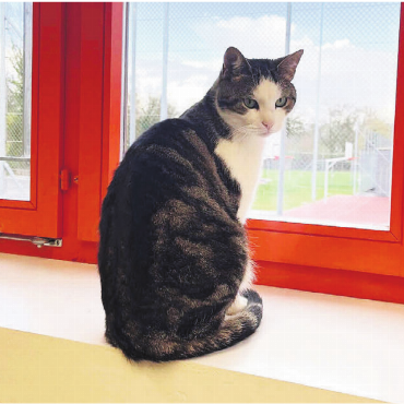 Isi – die Schulkatze - Gerne da, wo etwas läuft: Wenn sie sich nicht selbst unter die Heranwachsenden mischt, beobachtet Isi auch gerne, was die Kinder auf dem Pausenplatz so treiben.
