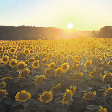 Perfekter Heliotropismus - Ein Sonnenblumenfeld in Villmergen. Nach einem heissen Tag geht der hellste Stern unter. Eigentlich gewöhnlich, und dennoch ausserordentlich schön. Die jungen Sonnenblumen sind tagsüber dem Lauf der Sonne von Osten nach Westen gefolgt. Abends und nachts drehen sie sich zurück (wie hier im Bild), um morgens wieder nach Osten ausgerichtet zu sein – bereit für die Sonne. Diesen Vorgang nennt man Heliotropismus. Übrigens: Ausgewachsene Sonnenblumen verharren dauerhaft in Richtung Osten.