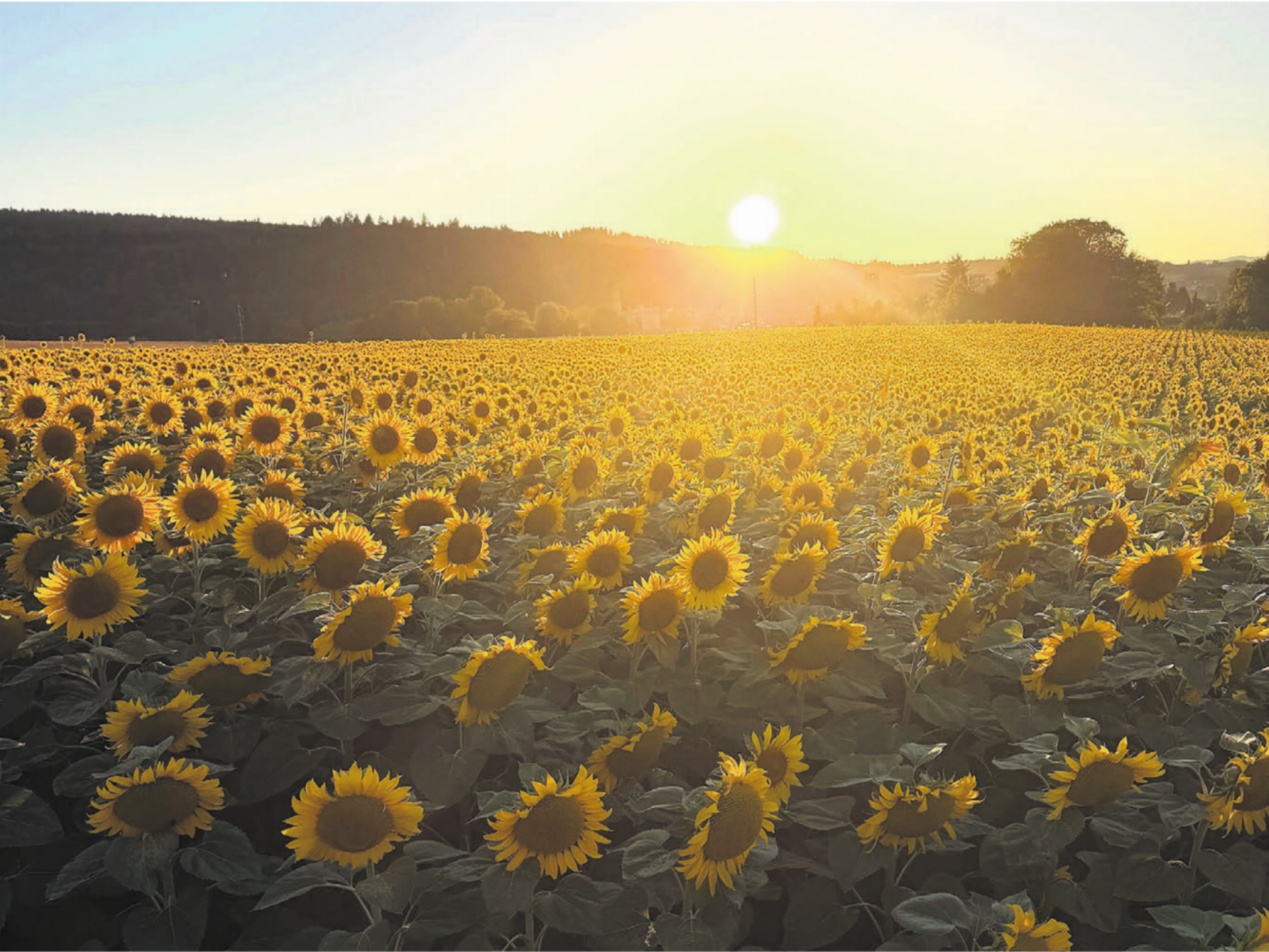 Ein Sonnenblumenfeld in Villmergen. Nach einem heissen Tag geht der hellste Stern unter. Eigentlich gewöhnlich, und dennoch ausserordentlich schön. Die jungen Sonnenblumen sind tagsüber dem Lauf der Sonne von Osten nach Westen gefolgt. Abends und nachts drehen sie sich zurück (wie hier im Bild), um morgens wieder nach Osten ausgerichtet zu sein – bereit für die Sonne. Diesen Vorgang nennt man Heliotropismus. Übrigens: Ausgewachsene Sonnenblumen verharren dauerhaft in Richtung Osten. - Das Bild wird blockiert. – Möglicherweise durch einen aktiven Adblocker.