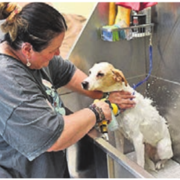 Schlachtfeld aus Wasser und Haaren - Manchmal wird nicht nur der Hund nass. Bild: jl