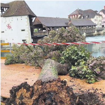 Sind die Uferbäume eine Gefahr? - Der im Vorfeld des Reussuferfestivals umgestürzte Baum war offensichtlich morsch. Von aussen angesehen hat man ihm das jedoch nicht.