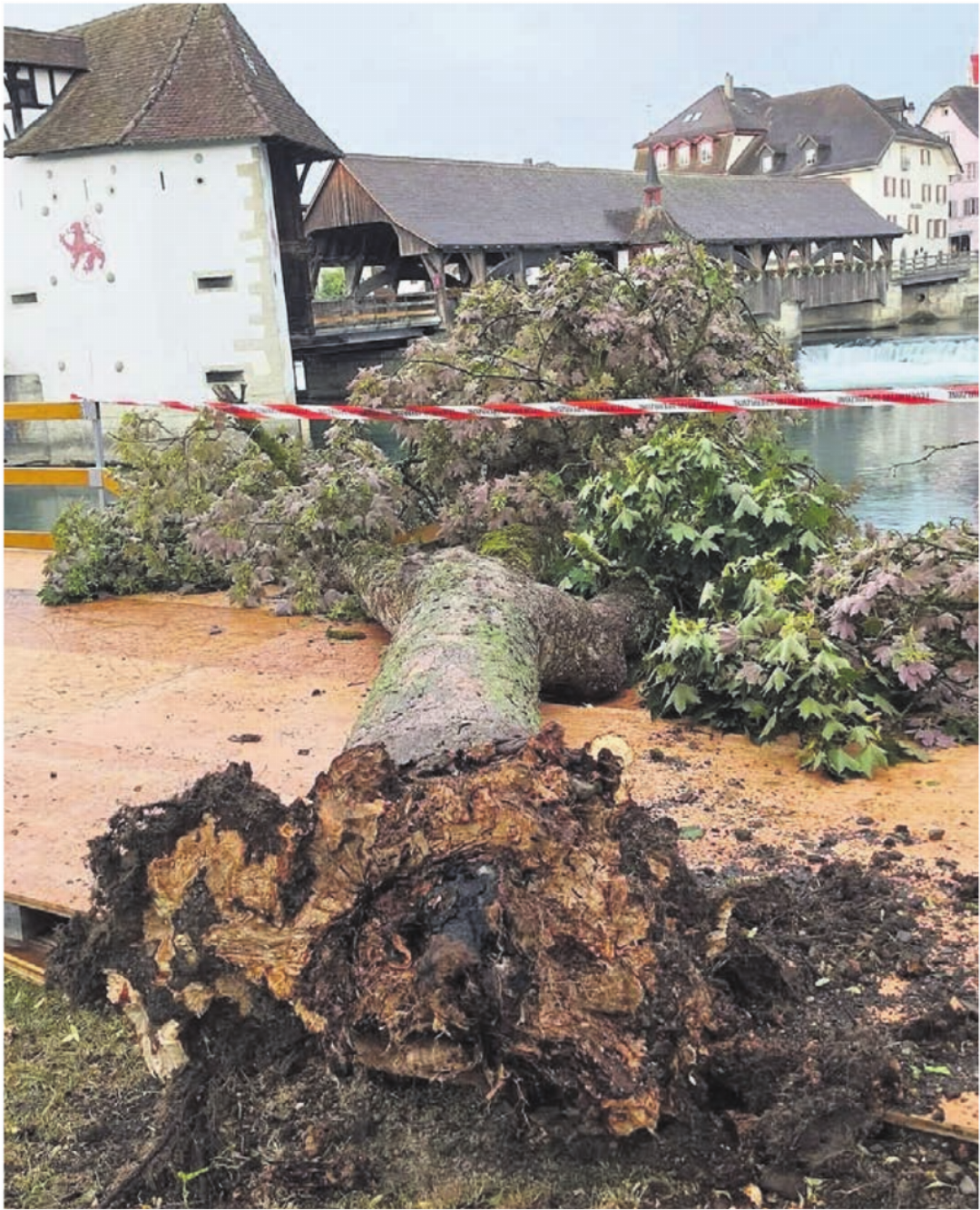 Der im Vorfeld des Reussuferfestivals umgestürzte Baum war offensichtlich morsch. Von aussen angesehen hat man ihm das jedoch nicht. Der im Vorfeld des Reussuferfestivals umgestürzte Baum war offensichtlich morsch. Von aussen angesehen hat man ihm das jedoch nicht.