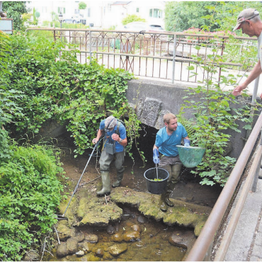 Wenn Fische schreien könnten - Rettungsaktion für die letzten verbliebenen Forellen: Der kantonale Gebietsfischereiaufseher Christoph Balmer macht sich zusammen mit Florian Wullschleger und Fischenzpächter Rudolf Jost (von links) ans Ausfischen. Bilder: Chregi Hansen / zg