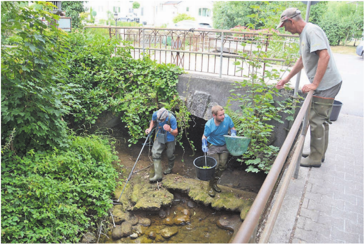 Rettungsaktion für die letzten verbliebenen Forellen: Der kantonale Gebietsfischereiaufseher Christoph Balmer macht sich zusammen mit Florian Wullschleger und Fischenzpächter Rudolf Jost (von links) ans Ausfischen. Bilder: Chregi Hansen / zg Rettungsaktion für die letzten verbliebenen Forellen: Der kantonale Gebietsfischereiaufseher Christoph Balmer macht sich zusammen mit Florian Wullschleger und Fischenzpächter Rudolf Jost (von links) ans Ausfischen. Bilder: Chregi Hansen / zg