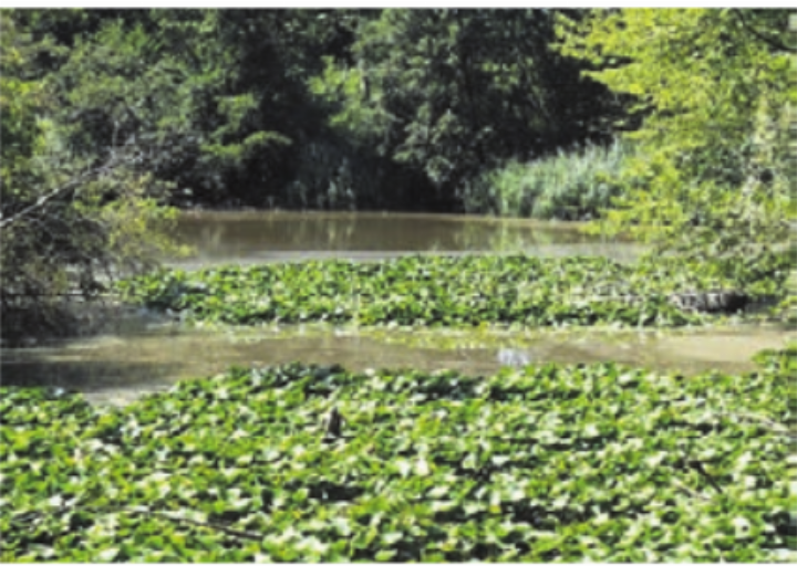 Das Steffetsmösli hat kaum Wasser. Bild: dm